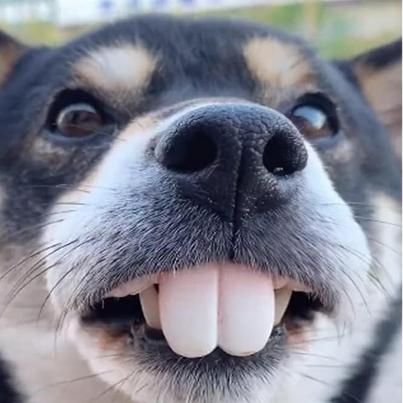 Pet CorgiDog False Teeth Toy R - 3D Printing Tooth ulasan dan harga