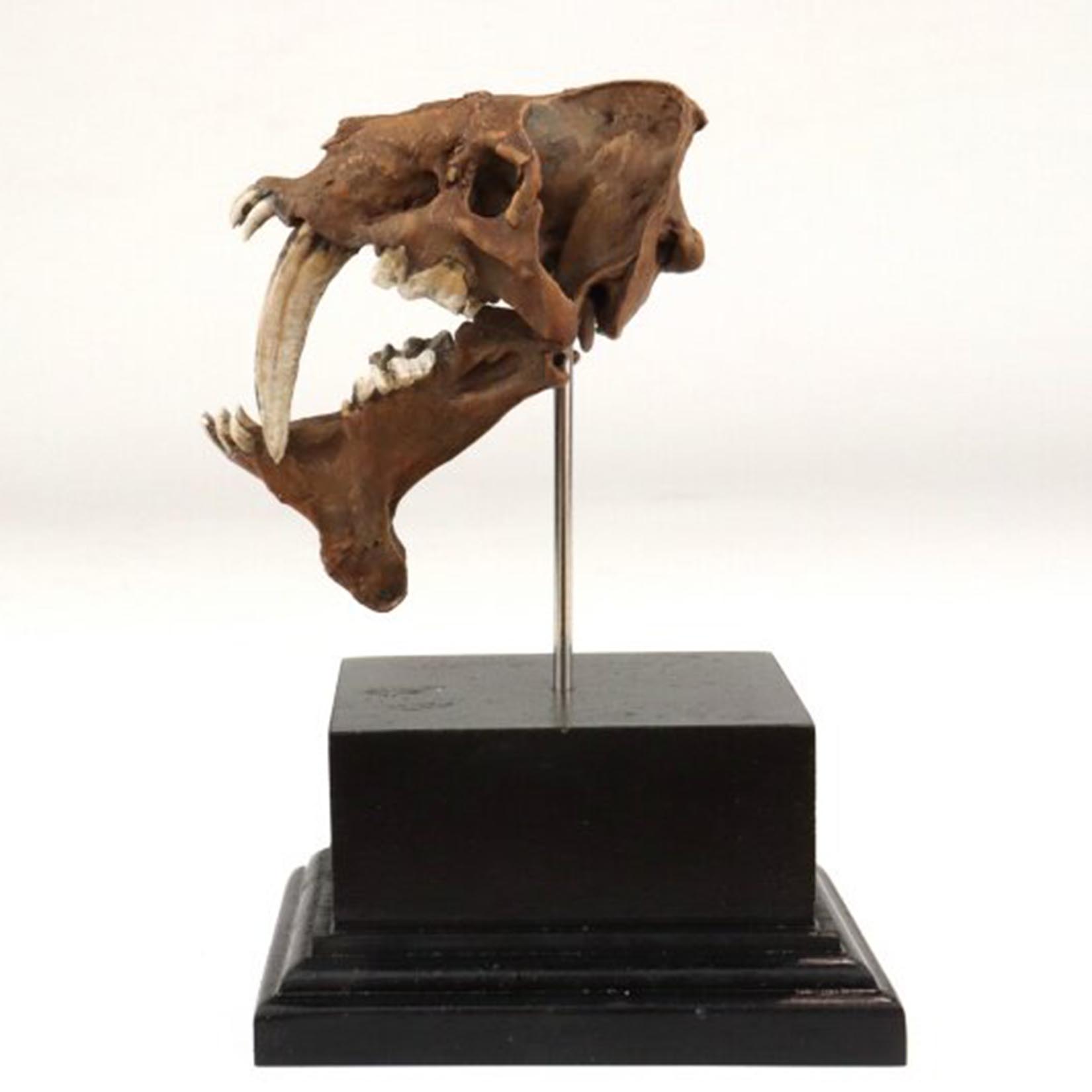Smilodon Skull Model 3D Printe - 3D Printing Tooth ulasan dan harga