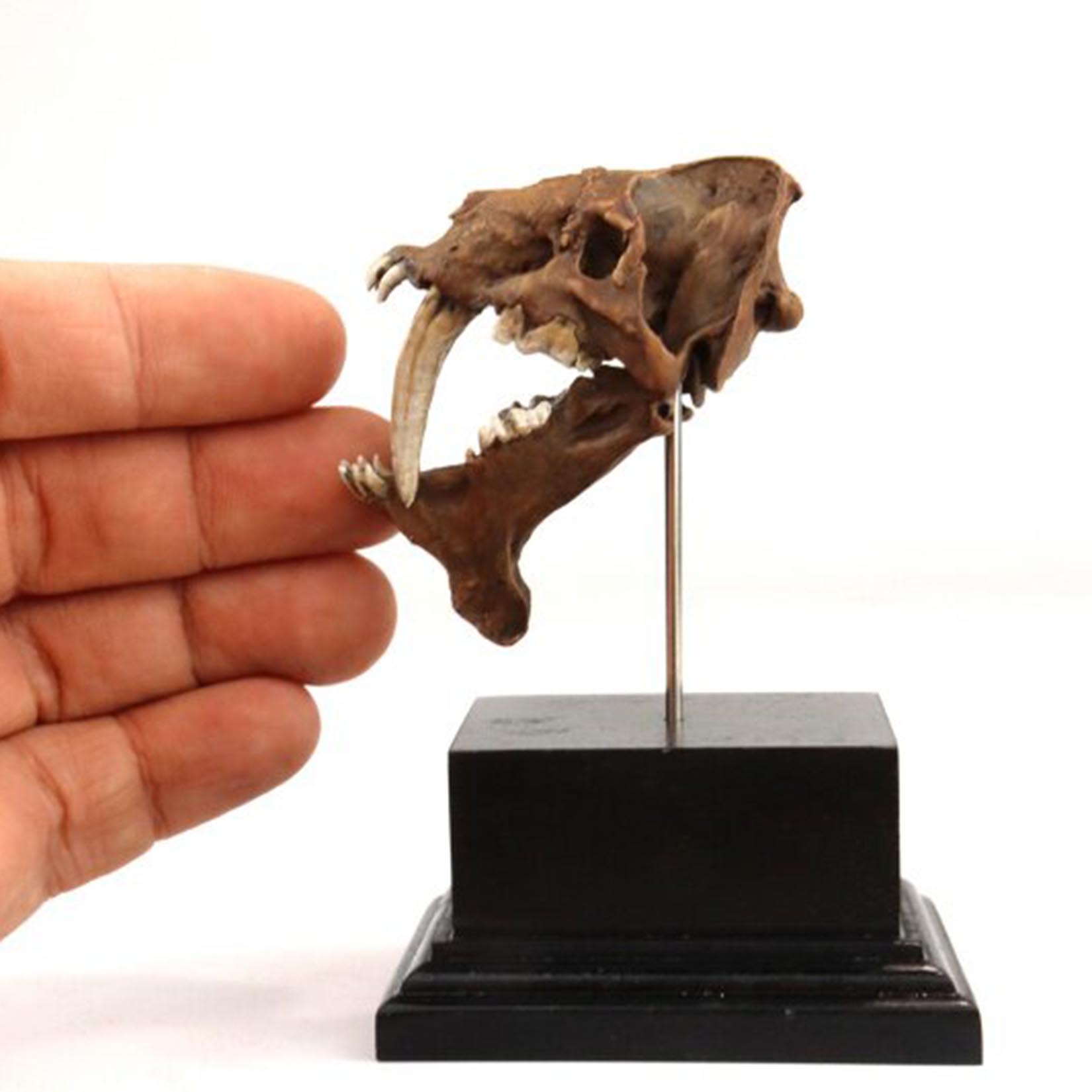 Smilodon Skull Model 3D Printe - 3D Printing Tooth ulasan dan harga