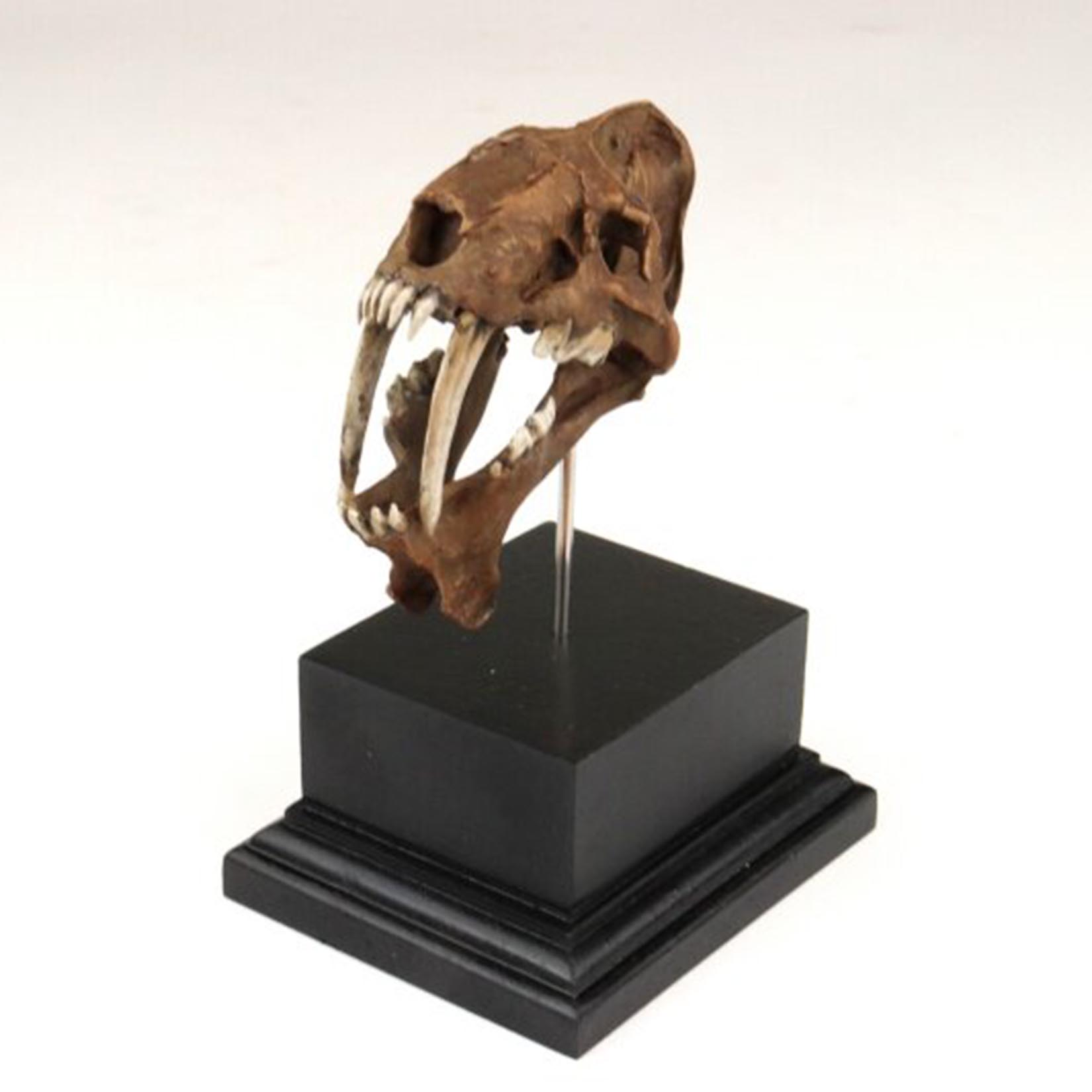 Smilodon Skull Model 3D Printe - 3D Printing Tooth ulasan dan harga